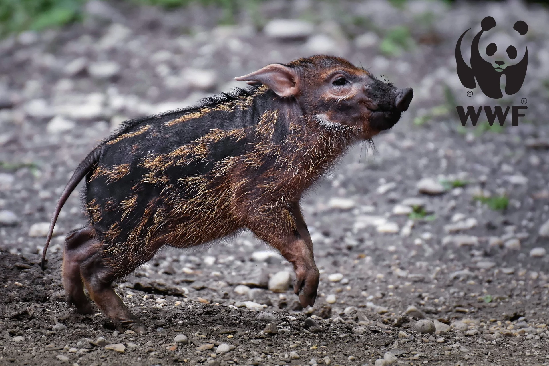 WWF Deutschland - Einsatz für bedrohte Wildtiere und Naturschutzprojekte