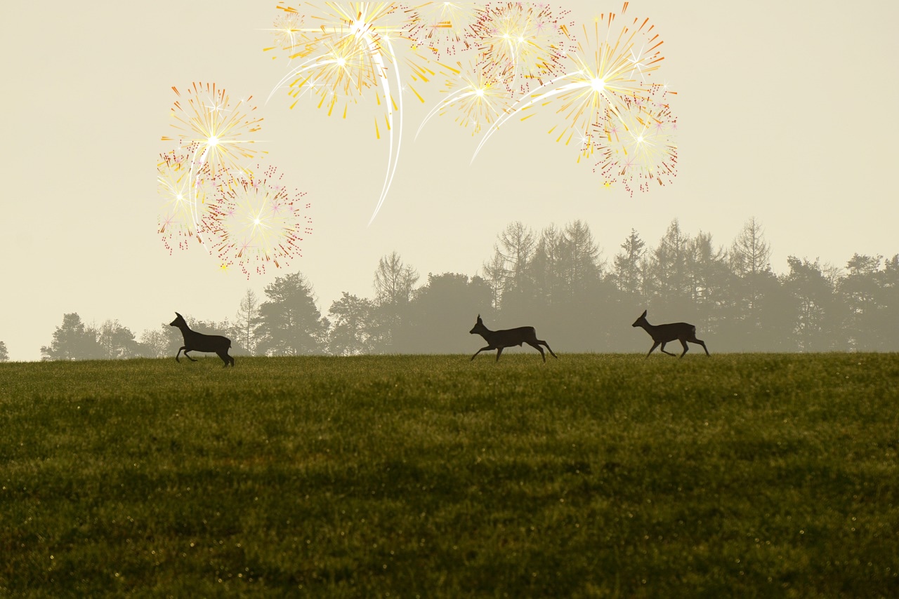 Feuerwerkfreie Zonen: Schutz für Tiere und Natur während der Feierlichkeiten