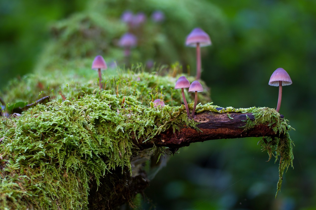 Waldpatenschaften: Gemeinsam für den Schutz und Erhalt unserer Wälder