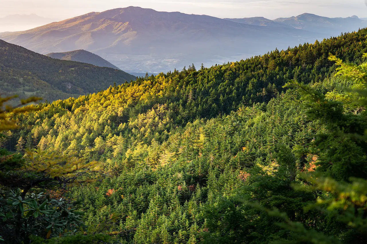 Waldschützer: Gemeindebasierte Projekte zur Wiederaufforstung