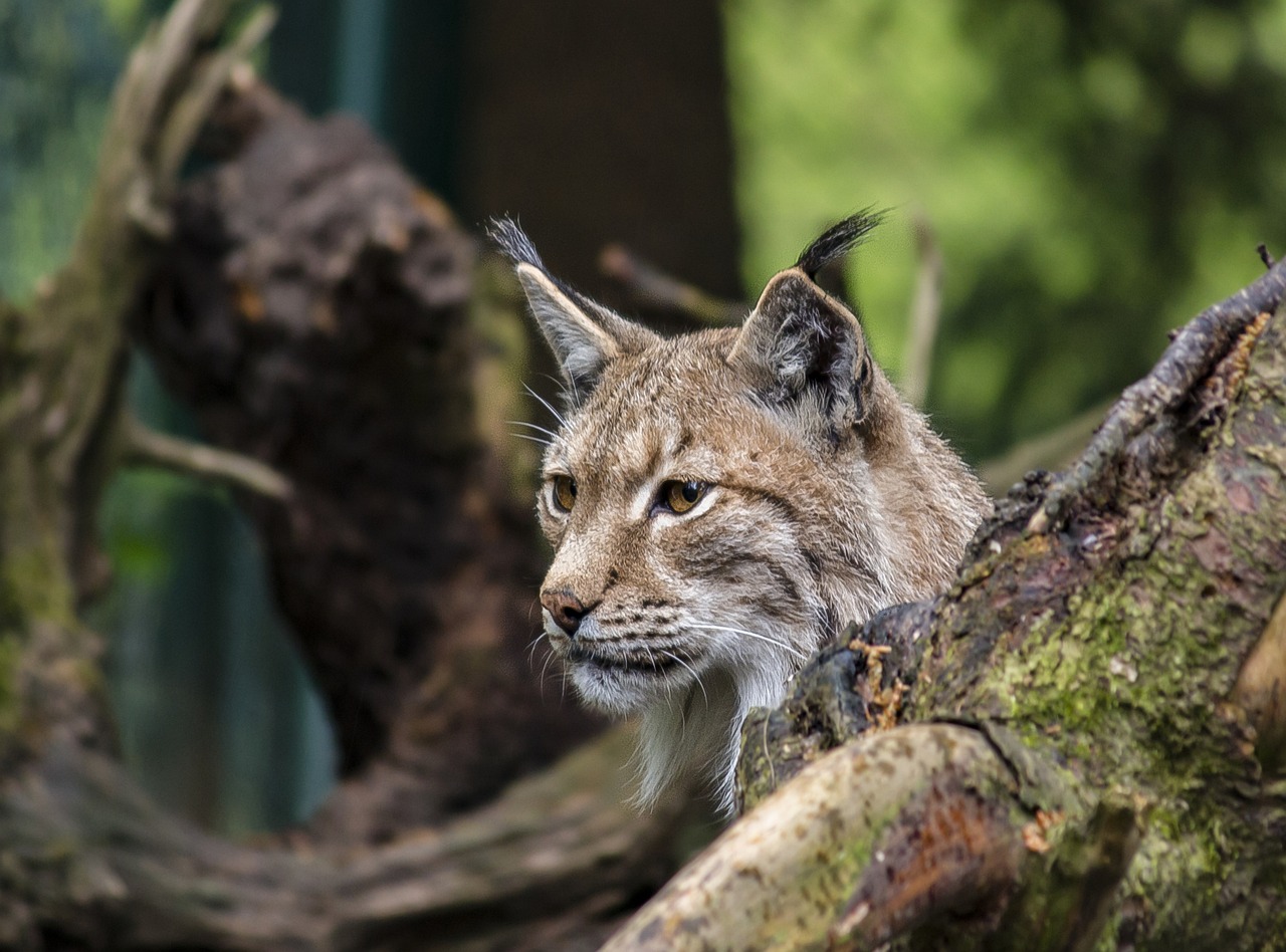 Artenschutz in Europa: Schutz gefährdeter Tierarten