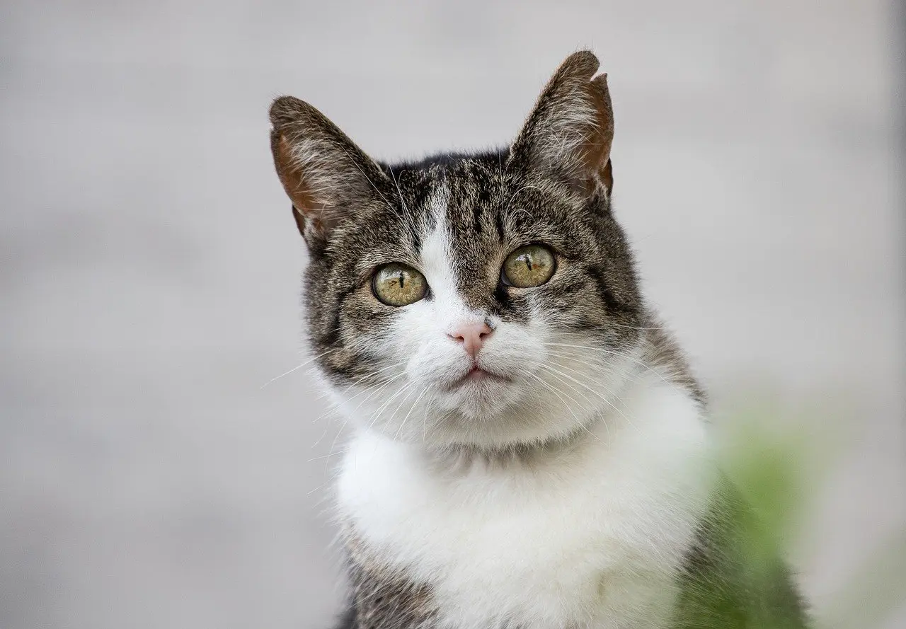 Hoffnung für gerettete Tiere: Ein Zuhause für misshandelte Haustiere