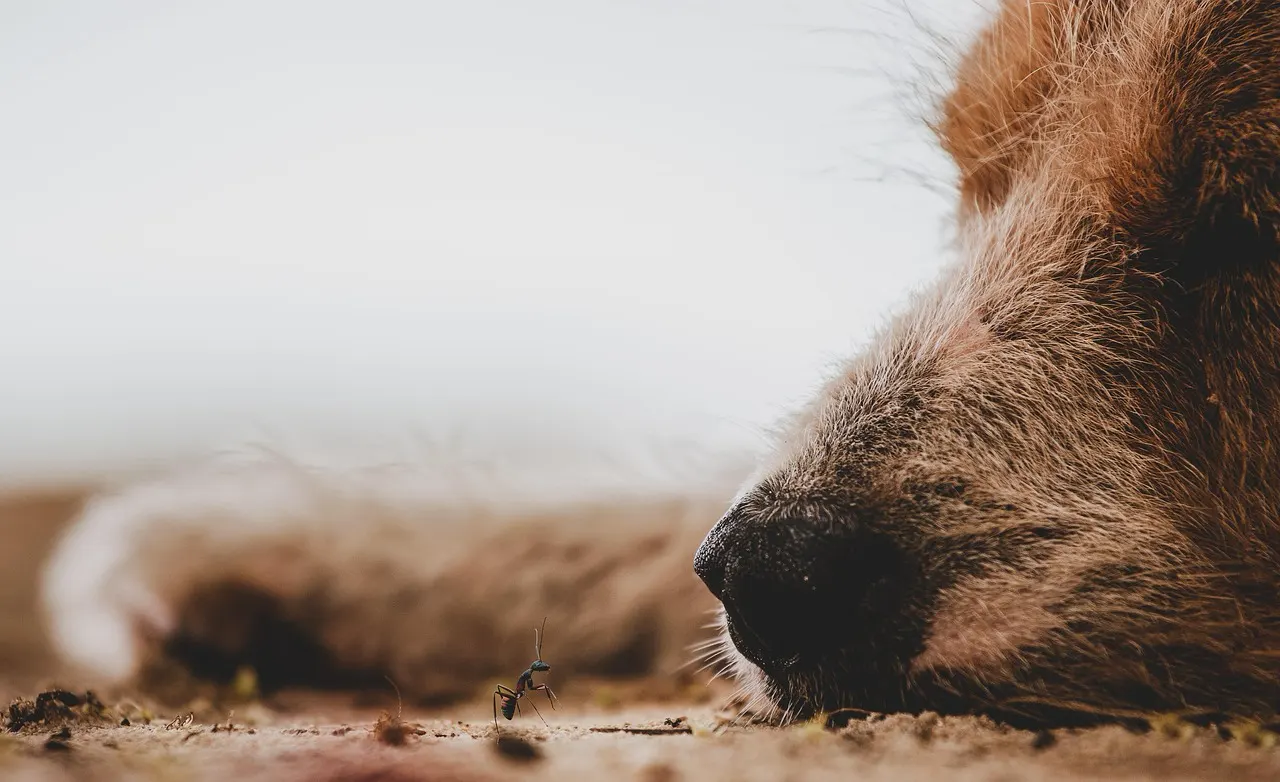 Deutscher Tierschutzbund – Für den Schutz und das Wohl der Tiere in Deutschland