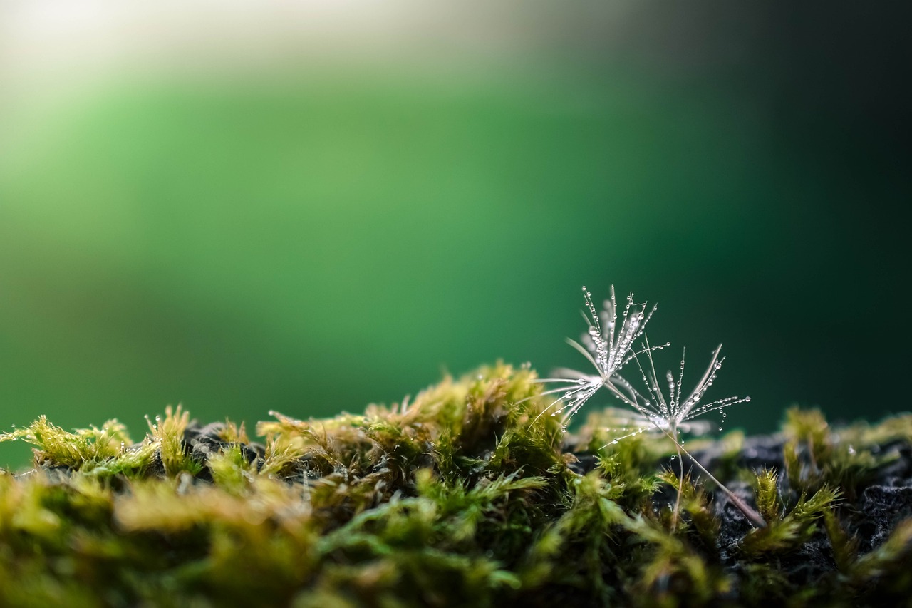 Erfolg des Waldschützer-Projekts